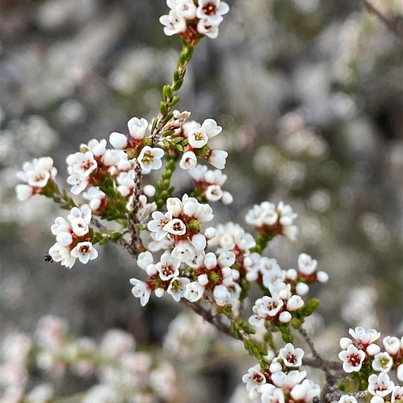 Micromyrtus sessilis