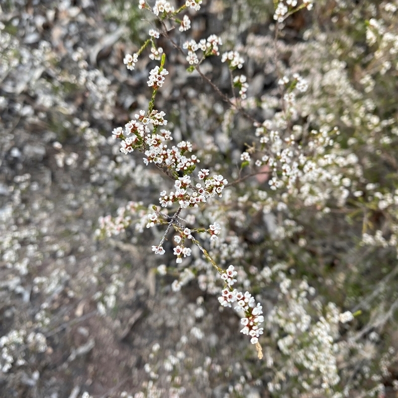 Micromyrtus sessilis