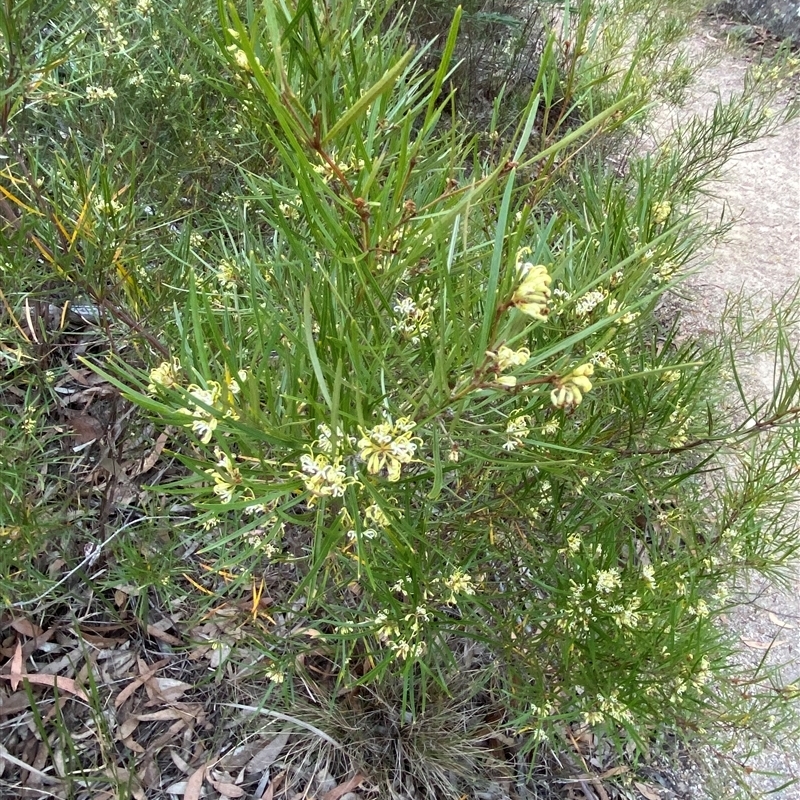 Grevillea viridiflava