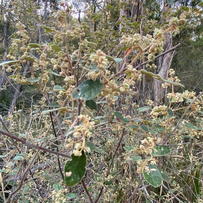 Pomaderris prunifolia