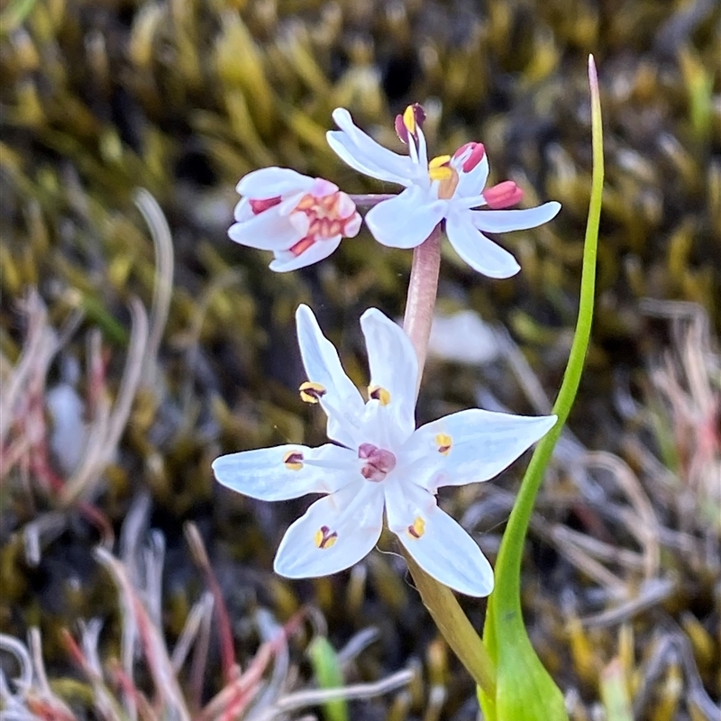 Wurmbea biglandulosa subsp. biglandulosa