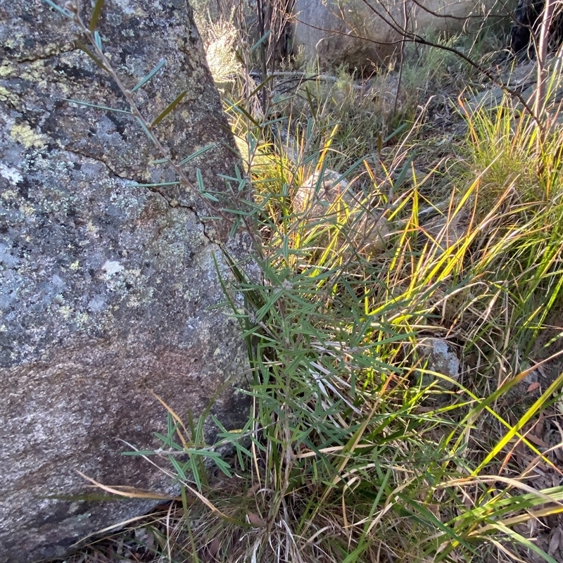 Hovea graniticola