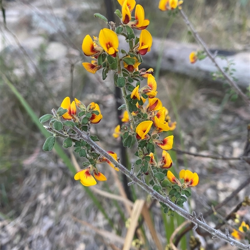 Pultenaea hartmannii