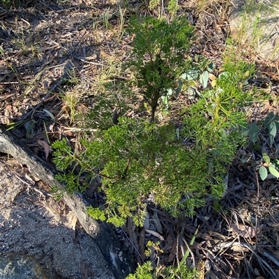 Petrophile canescens