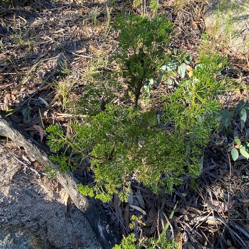 Petrophile canescens