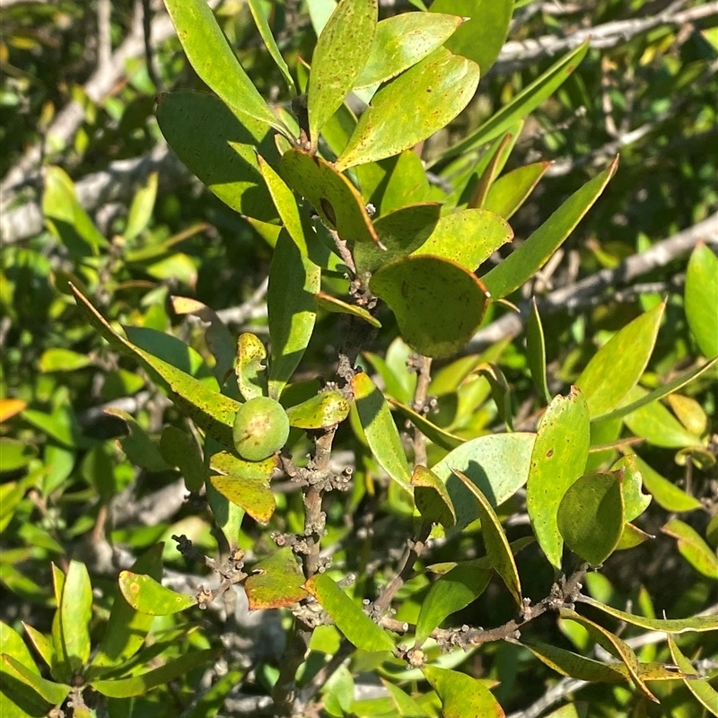 Persoonia cornifolia