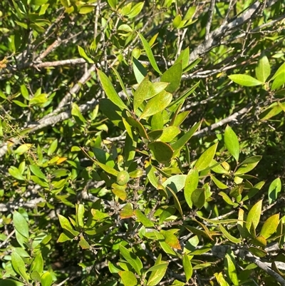 Persoonia cornifolia