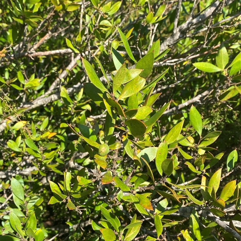 Persoonia cornifolia