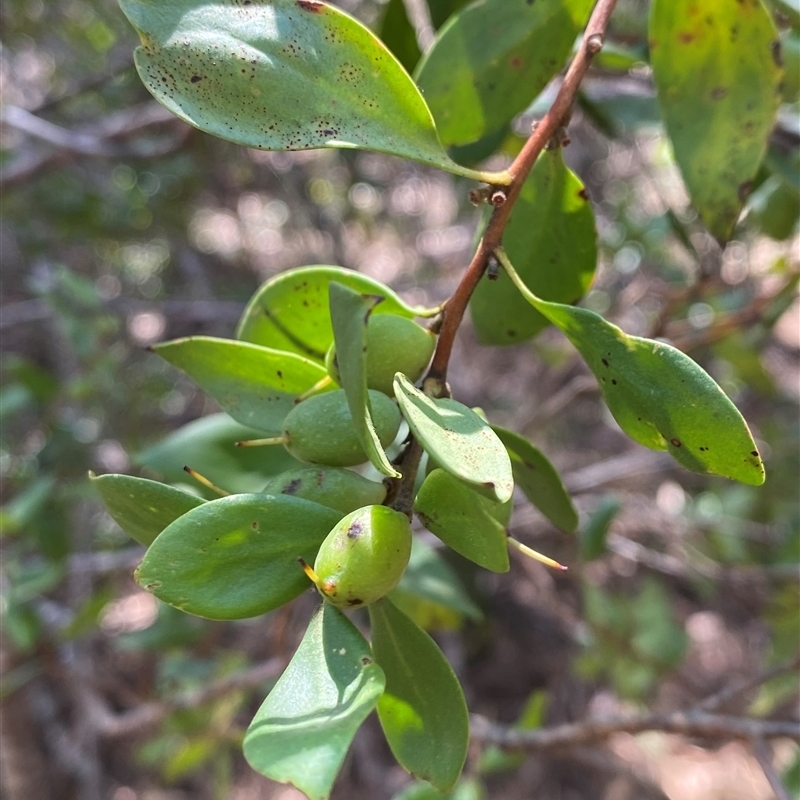 Persoonia cornifolia