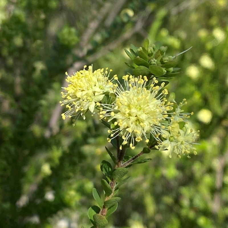 Leionema rotundifolium