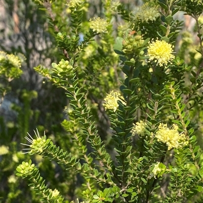 Leionema rotundifolium