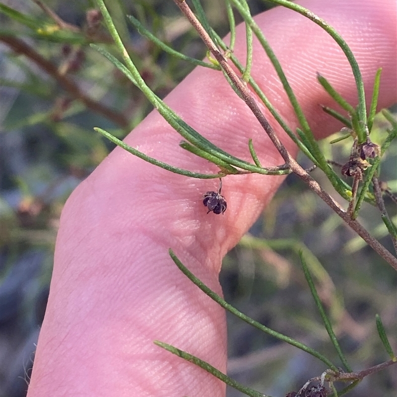 Dodonaea falcata