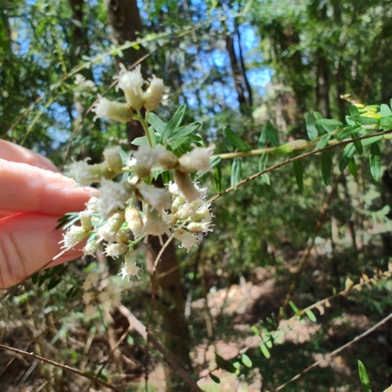 Ozothamnus rufescens