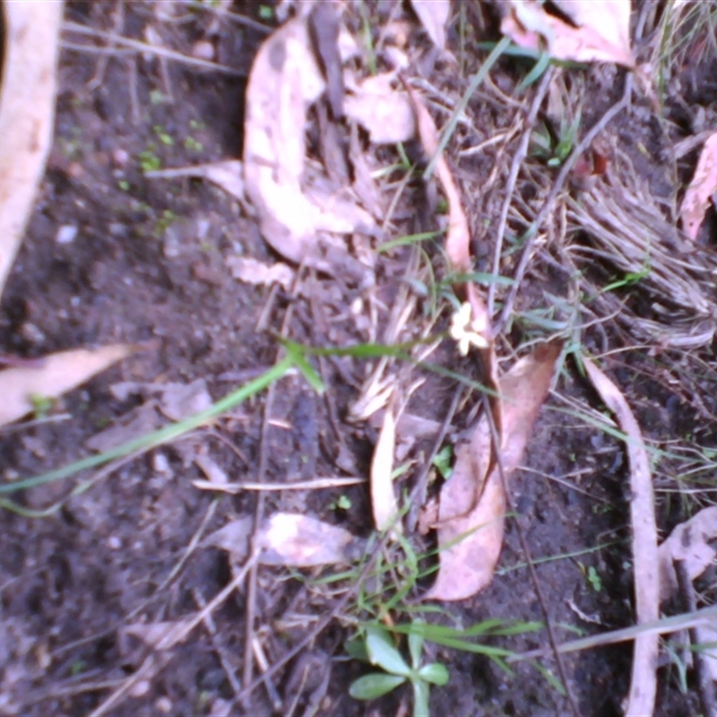 Wurmbea uniflora