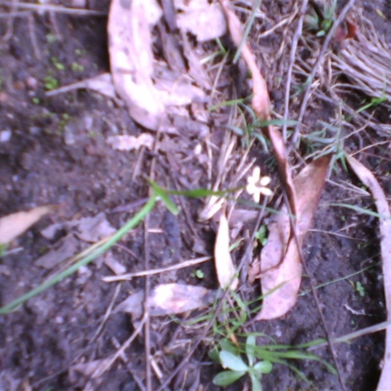 Wurmbea uniflora