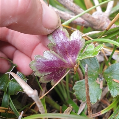 Anemone crassifolia