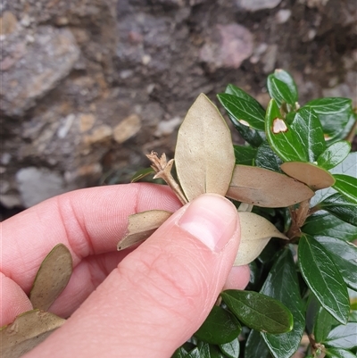 Olearia persoonioides