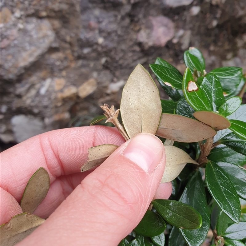 Olearia persoonioides