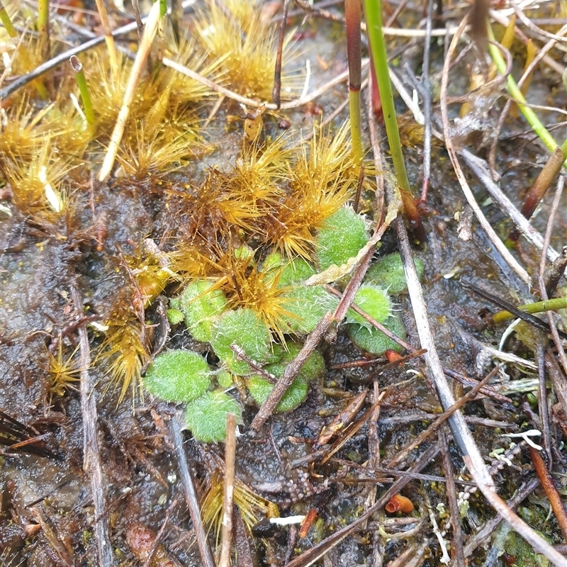 Actinotus bellidioides