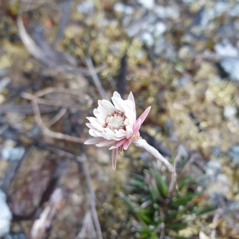 Helichrysum pumilum