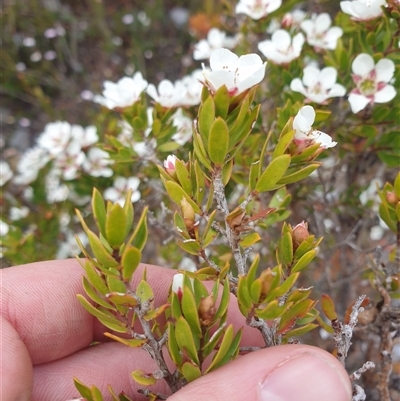 Leptospermum nitidum