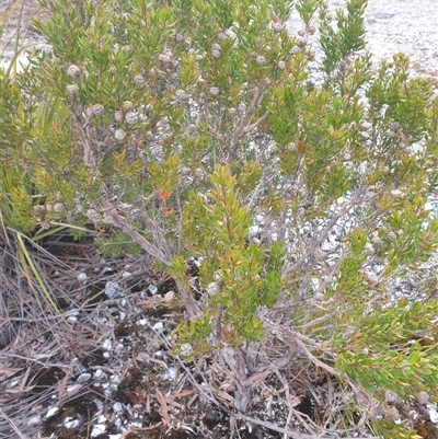 Leptospermum nitidum