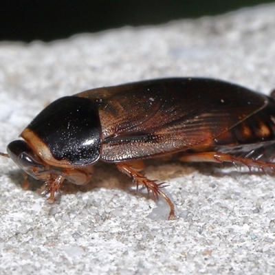 Pycnoscelus surinamensis