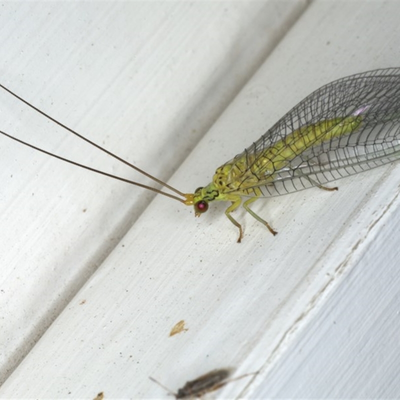 Calochrysa extranea