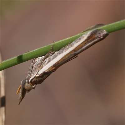 Etiella sp