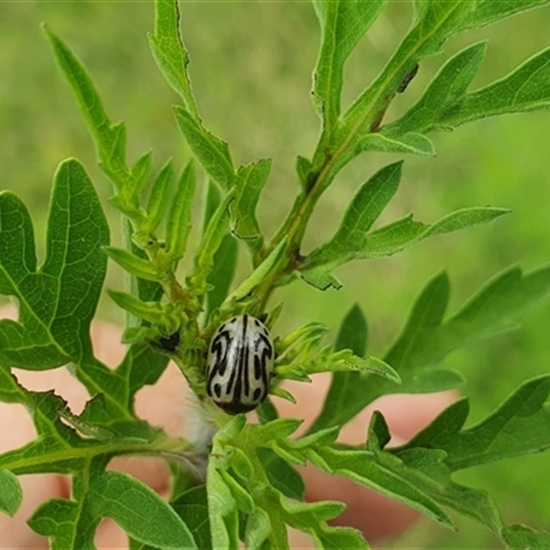 Calligrapha bicolorata