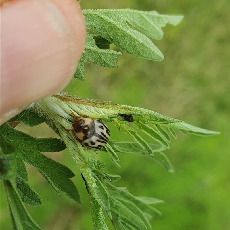 Calligrapha bicolorata