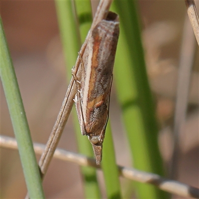 Etiella chrysoporella