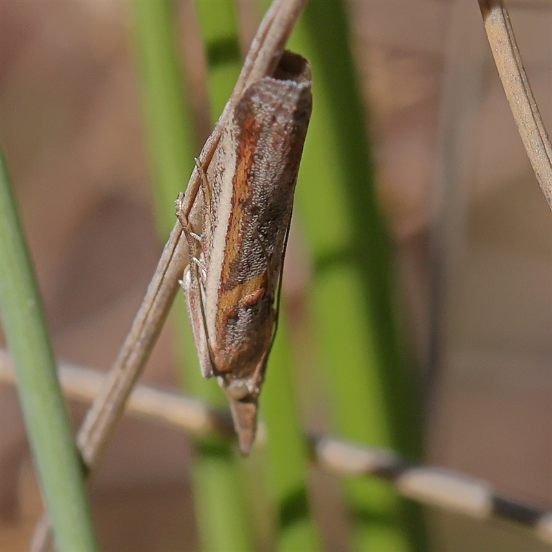 Etiella chrysoporella