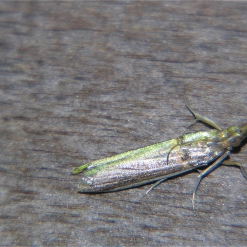 Etiella chrysoporella
