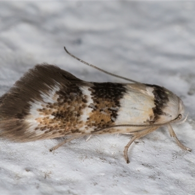 Notodryas (genus)