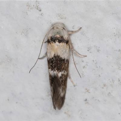 Notodryas (genus)