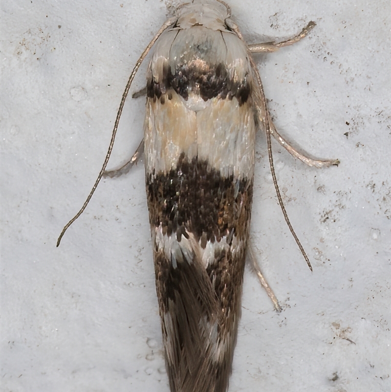 Notodryas (genus)