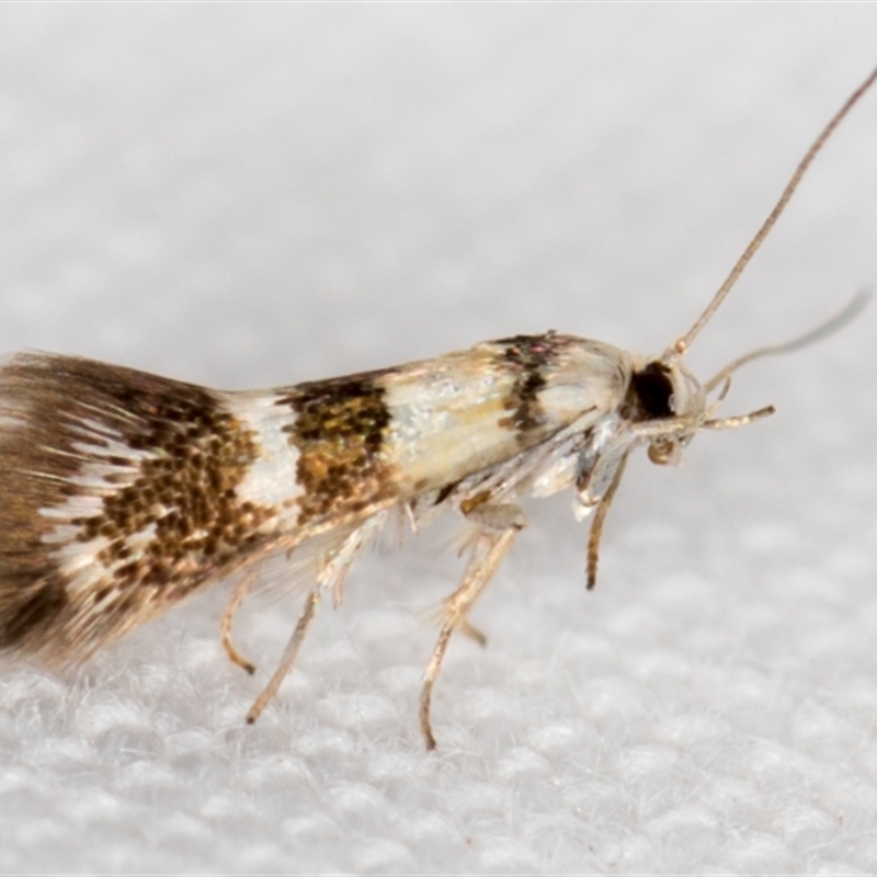 Notodryas (genus)