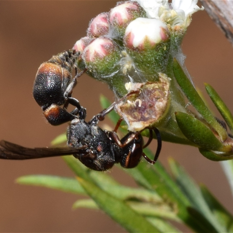 Pachycoelius sp. (genus)