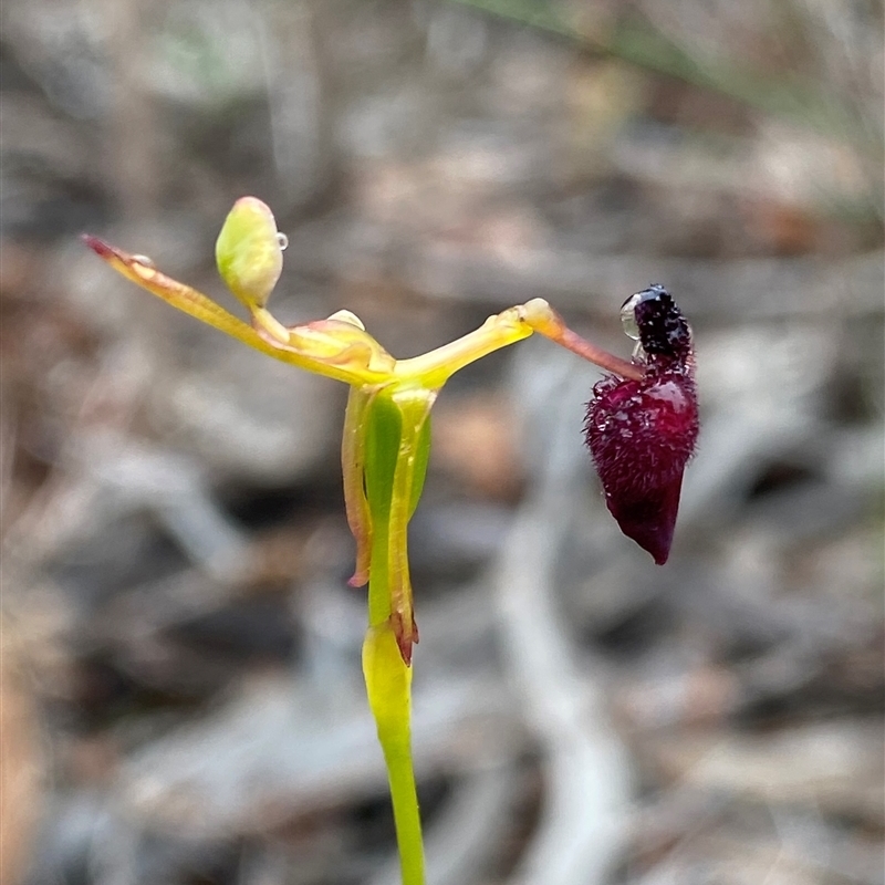 Drakaea glyptodon