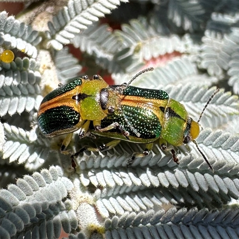 Calomela bartoni