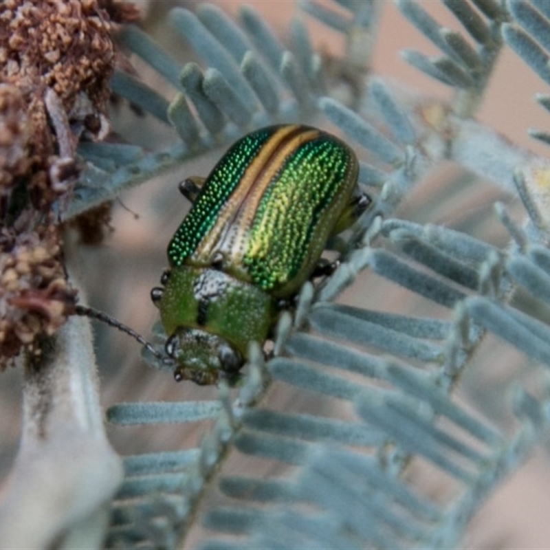 Calomela bartoni