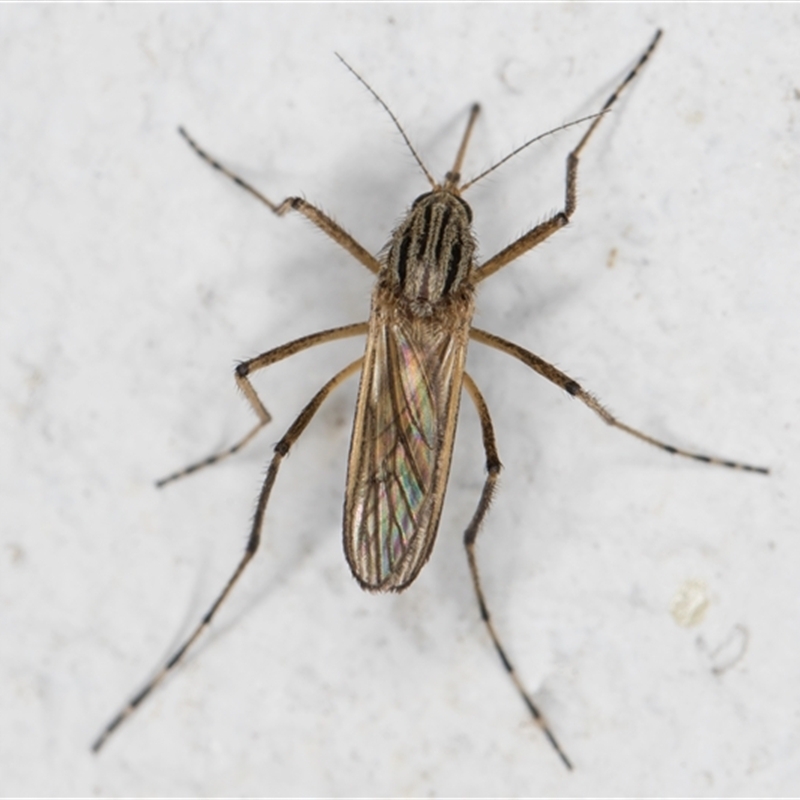 Aedes (Ochlerotatus) vittiger