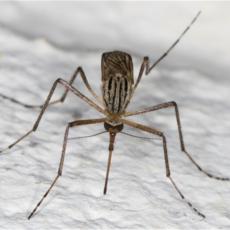 Aedes (Ochlerotatus) vittiger