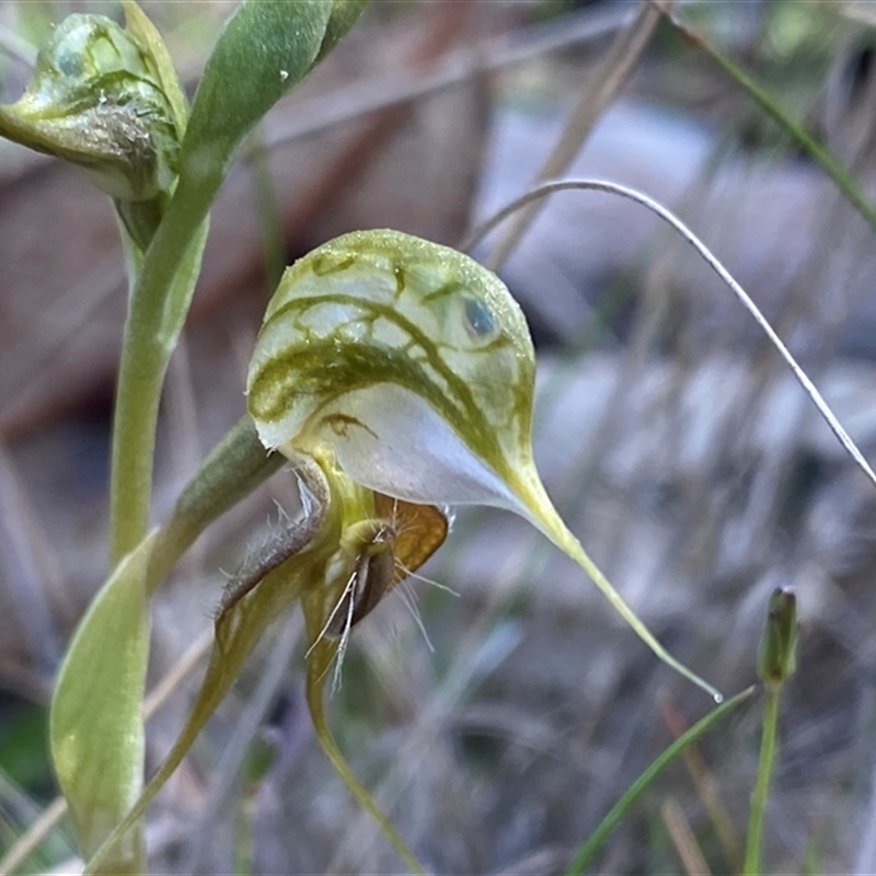 Pterostylis ciliata