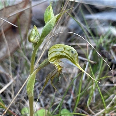 Pterostylis ciliata