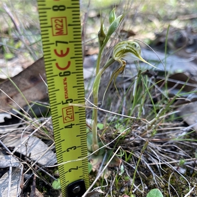 Pterostylis ciliata