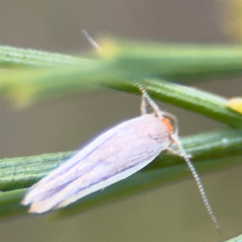 Phytotrypa (genus)