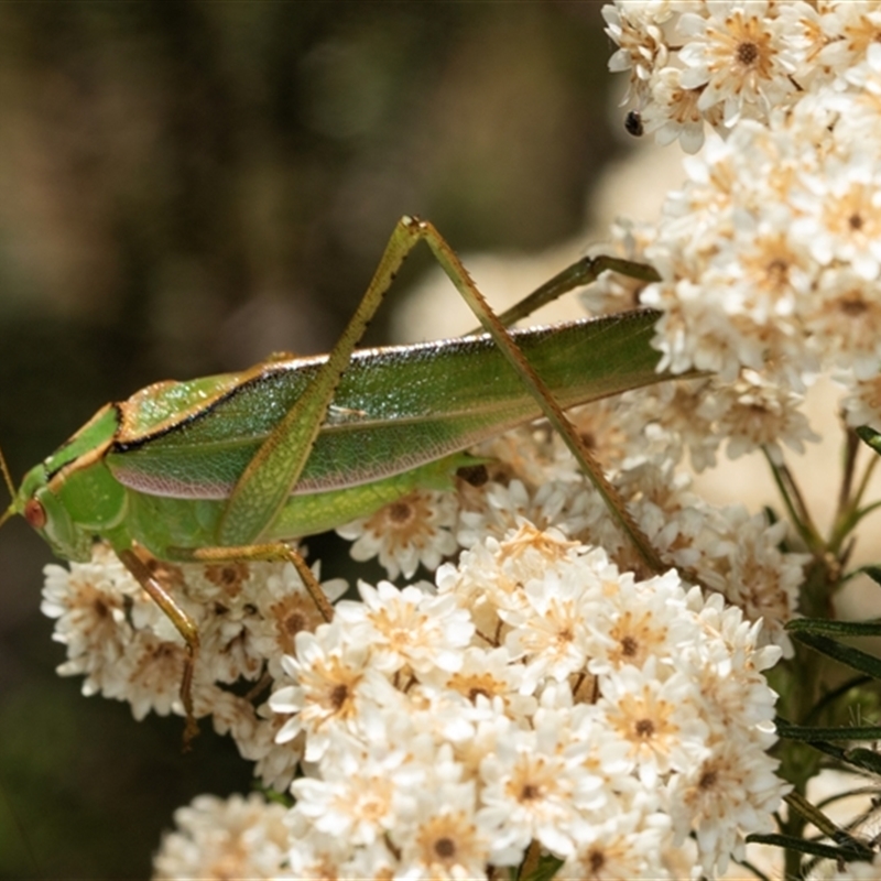 Caedicia sp. aff. C. marginata