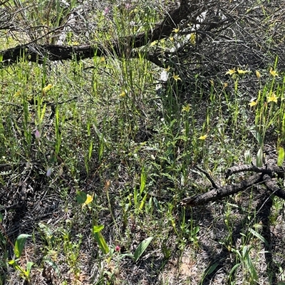 Caladenia flava subsp. maculata